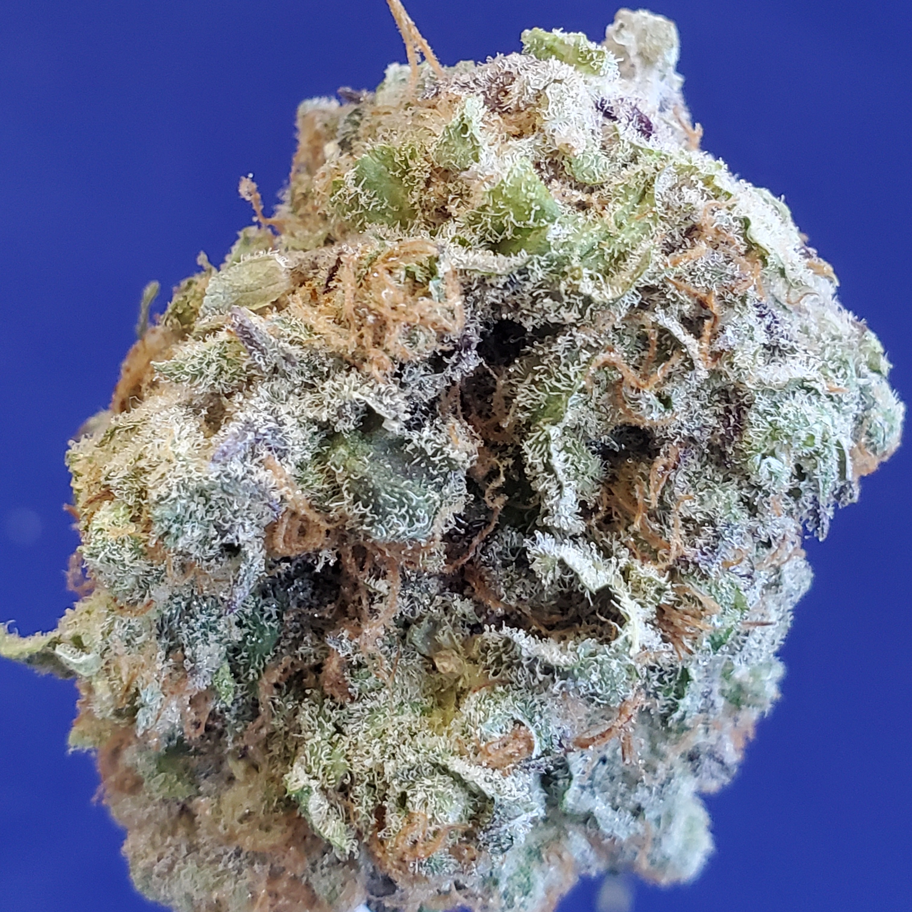 The Doctor (IndicaHybrid)